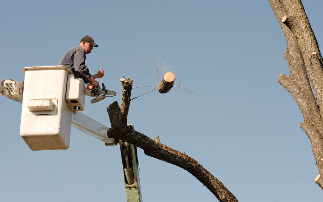 Searching For Stump Removal In Essex County NJ? Visit Dujets Tree Experts Inc.